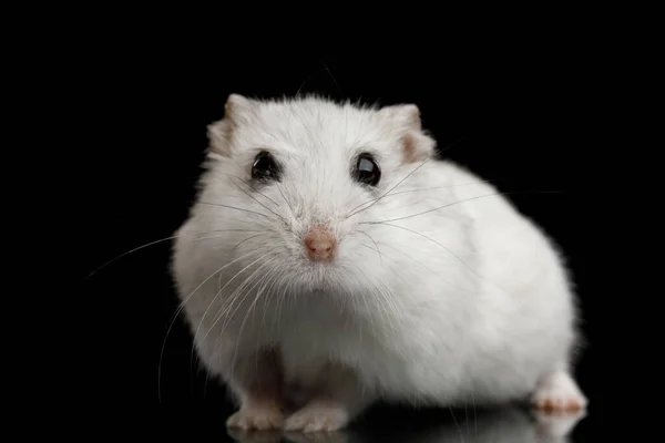 Curioso Hamster Branco Sentado Isolado Fundo Preto Com Reflexão — Fotografia de Stock