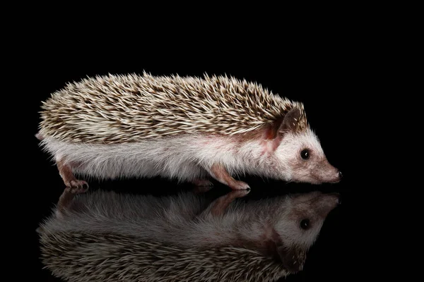 Hedgehog Espinhoso Visão Perfil Isolado Fundo Preto Com Reflexão — Fotografia de Stock