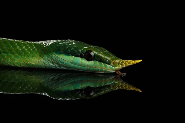 緑の長い鼻のヘビ 反射と黒の背景に隔離されたサイのラットスネーク — ストック写真