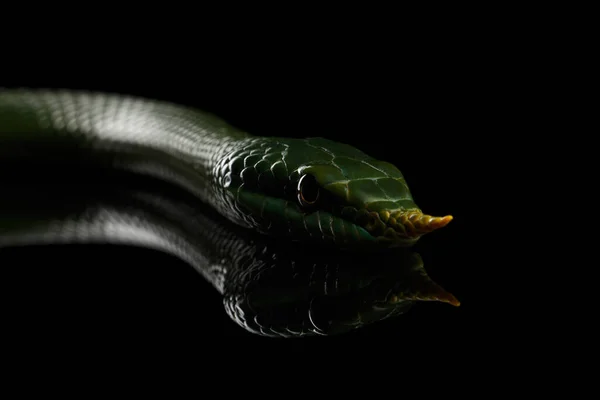 Зеленый Длинноносый Змей Носорог Ratsnake Изолирован Черном Фоне Отражением — стоковое фото