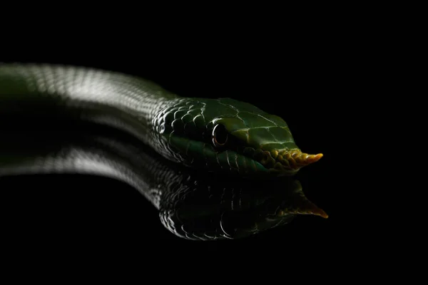 Groene Lange Neus Slang Rhinoceros Ratsnake Geïsoleerd Zwarte Achtergrond Met — Stockfoto