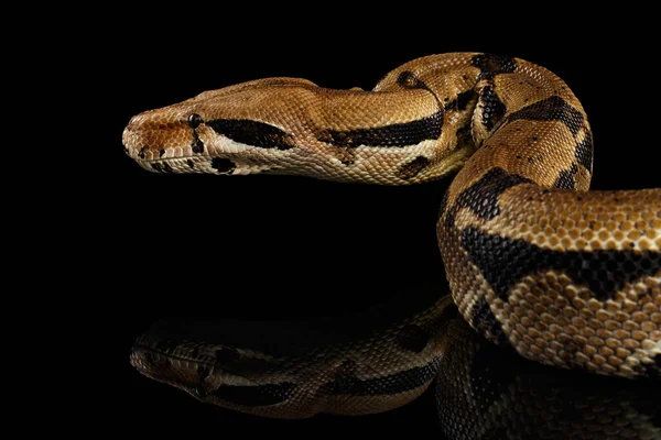 Ataque Boa Constritor Cobra Imperator Cor Sobre Fundo Preto Isolado — Fotografia de Stock