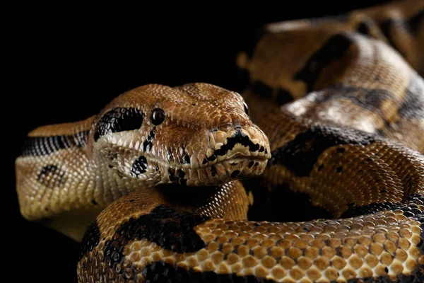 Detailní Záběr Hlava Boa Constrictor Had Imperator Barva Ležící Izolovaném — Stock fotografie