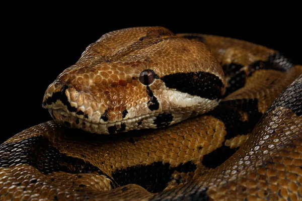 Detailní Záběr Hlava Boa Constrictor Had Imperator Barva Ležící Izolovaném — Stock fotografie