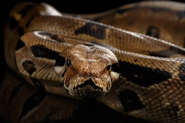 Επίθεση Boa Constrictor Φίδι Imperator Χρώμα Απομονωμένο Μαύρο Φόντο Αντανάκλαση — Φωτογραφία Αρχείου