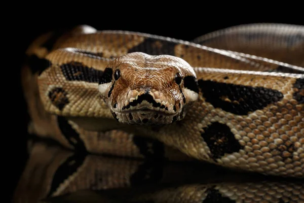 Támadás Boa Constrictor Kígyó Imperator Színe Elszigetelt Fekete Háttér Reflexió — Stock Fotó