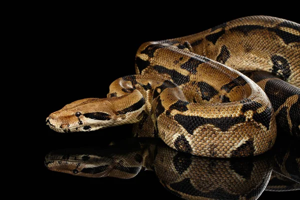 Aanval Boa Constrictor Slang Imperator Kleur Geïsoleerde Zwarte Achtergrond Met — Stockfoto