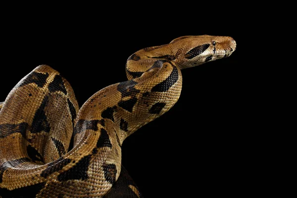 Επίθεση Boa Σφιγκτήρα Φίδι Imperator Χρώμα Απομονωμένο Μαύρο Φόντο — Φωτογραφία Αρχείου