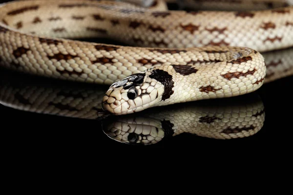 东方王蛇或普通王蛇 羊毛虫 孤立的黑色背景 — 图库照片