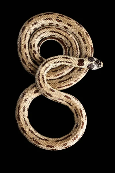 Serpiente Real Oriental Serpiente Rey Común Lampropeltis Getula Californiae Fondo — Foto de Stock