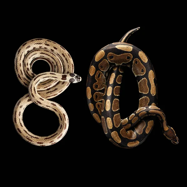 Két Keleti Királykígyó Vagy Közönséges Király Kígyó Labda Vagy Royal — Stock Fotó