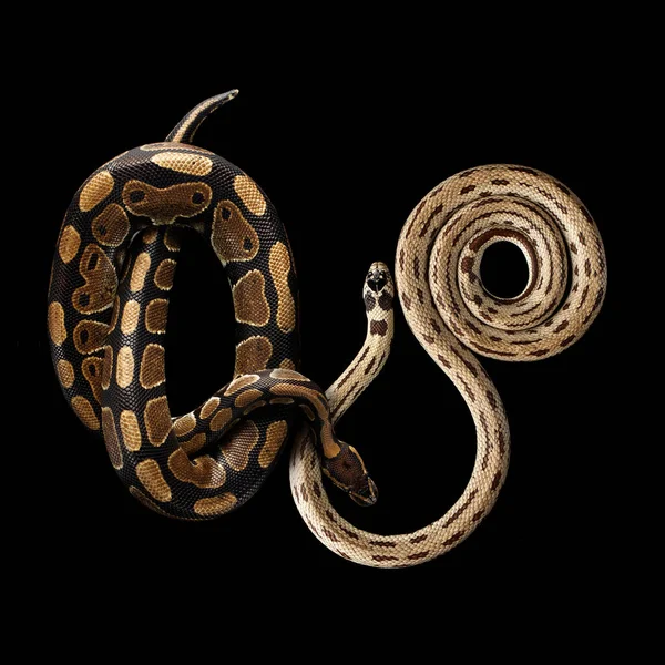 Duas Cobras Orientais Cobra Rei Comum Bola Python Real Fundo — Fotografia de Stock