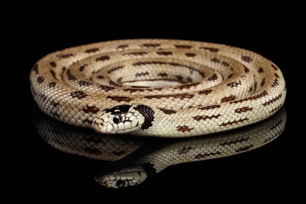 Serpiente Real Oriental Serpiente Rey Común Lampropeltis Getula Californiae Fondo — Foto de Stock