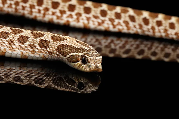 Closeup Western Hognose Snake Heterodon Nasicus Απομονωμένο Μαύρο Φόντο Αντανάκλαση — Φωτογραφία Αρχείου