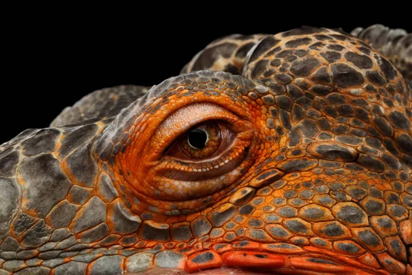 Close Eyeball Dragon Head Orange Green Iguana Reptile Isolated Black — Stock Photo, Image