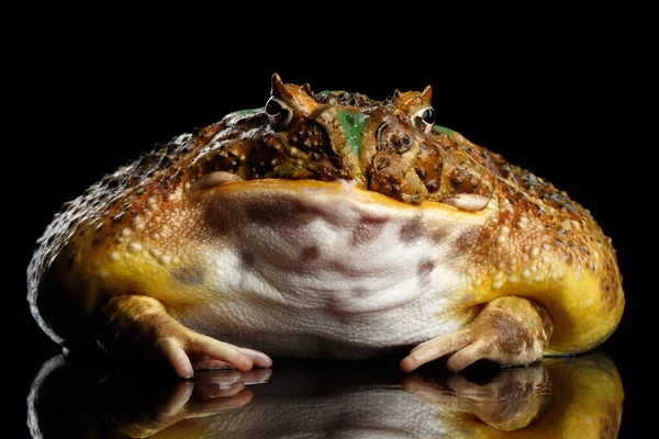 Argentine Horned Frog Pac Man Ceratophrys Ornata Isolated Black Background — Stock Photo, Image