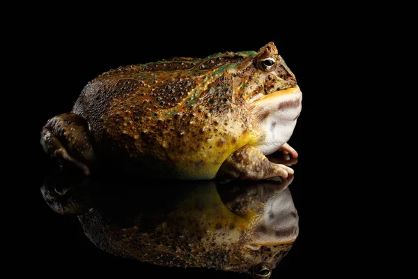 Argentinský Rohatý Žába Nebo Pac Man Ceratophrys Ornata Izolované Černém — Stock fotografie