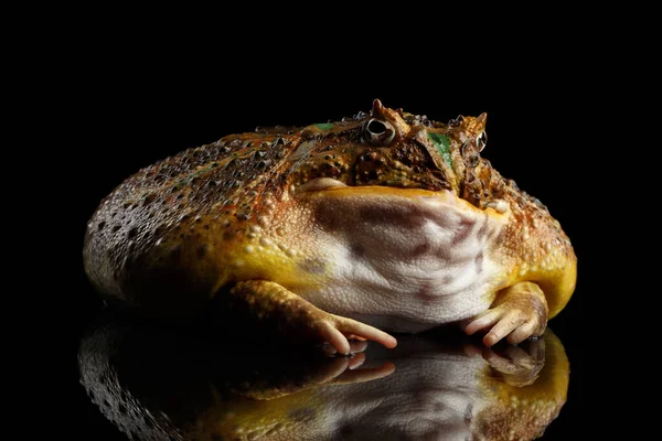 Argentine Horned Frog Pac Man Ceratophrys Ornata Isolated Black Background — Stock Photo, Image