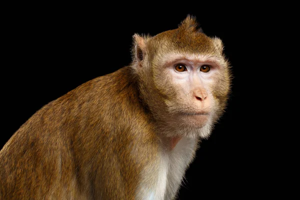Close Portret Sad Monkey Long Tailed Macaque Krab Eten Geïsoleerd — Stockfoto