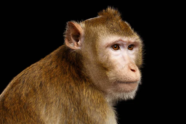 Close Portret Sad Monkey Long Tailed Macaque Krab Eten Geïsoleerd — Stockfoto