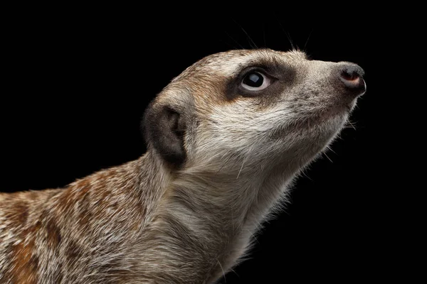 Cabeza Cerca Cute Meerkat Aislado Sobre Fondo Negro —  Fotos de Stock