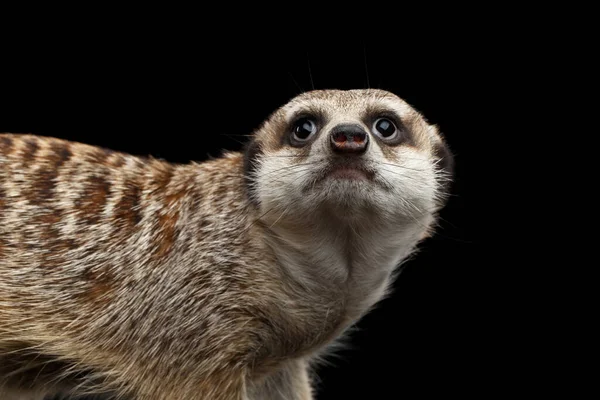 在黑色背景上隔离的Cute Meerkat的特写头 — 图库照片