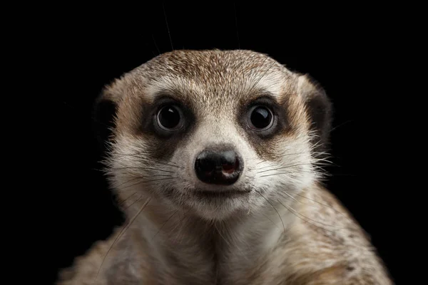 Cabeza Cerca Cute Meerkat Retrato Divertido Aislado Sobre Fondo Negro — Foto de Stock