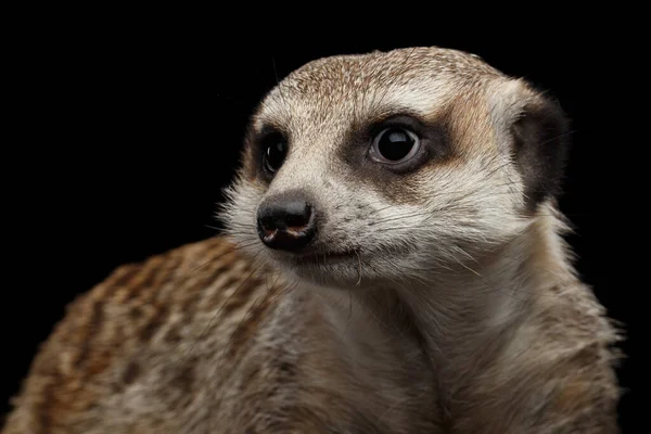 在黑色背景上隔离的Cute Meerkat的特写头 — 图库照片