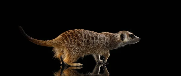 Cute One Meerkat Mirador Aislado Sobre Fondo Negro —  Fotos de Stock