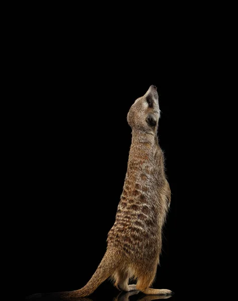 Cute One Meerkat Mirador Aislado Sobre Fondo Negro —  Fotos de Stock