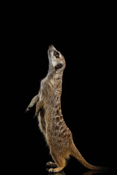 Roztomilý Jeden Meerkat Vyhlídka Izolované Černém Pozadí — Stock fotografie
