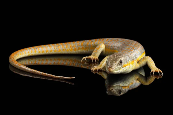 Schneider Skink Eumeces Schneideri Geïsoleerde Zwarte Achtergrond Met Reflectie Wilde — Stockfoto