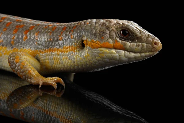 Schneider 'in cilt bakım ürünleri, yalıtılmış siyah arkaplan, vahşi sürüngen...