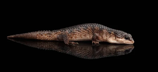 Skink Marrón Tropidophorus Baconi Sobre Fondo Negro Aislado Con Reflejo —  Fotos de Stock