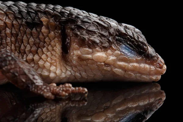 Close Bruine Skink Tropidophorus Baconi Geïsoleerde Zwarte Achtergrond Met Reflectie — Stockfoto