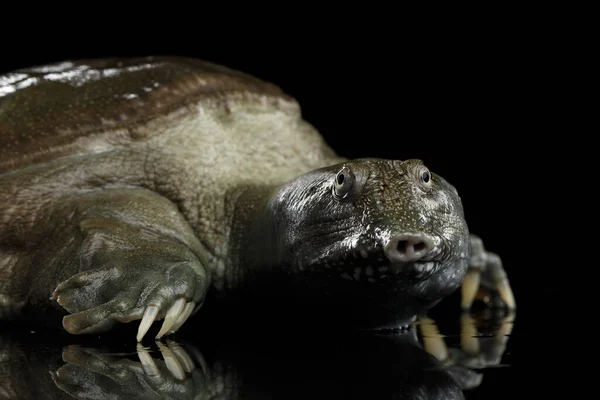 Close Fej Kínai Soft Shell Turtle Elszigetelt Fekete Háttér — Stock Fotó