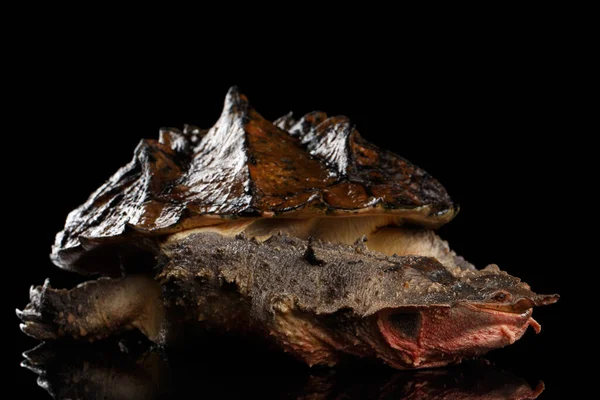Mata mata Turtle, Chelus fimbriata izole edilmiş Kara Arkaplan üzerine