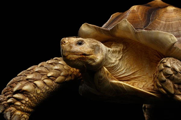 Geochelone Sulcata 입니다 아프리카 배경에서 고립되다 — 스톡 사진