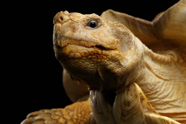 Geochelone Sulcata Afrikanska Sköldpadda Sporrar Isolerad Svart Bakgrund — Stockfoto