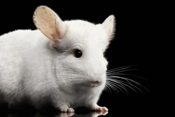 Close White Chinchilla Isolated Black Background — Stock Photo, Image