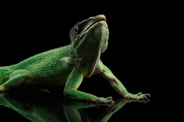 Knight Anole Green Limager Isolated Black Background — 스톡 사진