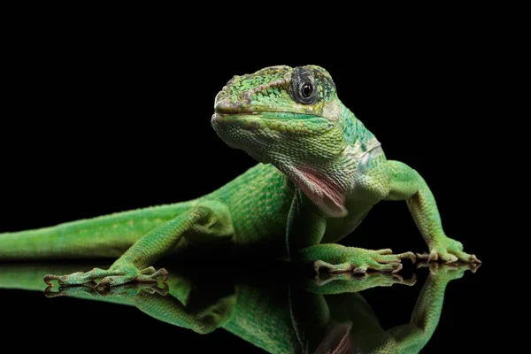 Riddare Anole Grön Ödla Isolerad Svart Bakgrund — Stockfoto