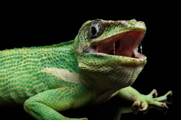 Ritter Anole Grüne Eidechse Auf Isoliertem Schwarzen Hintergrund — Stockfoto