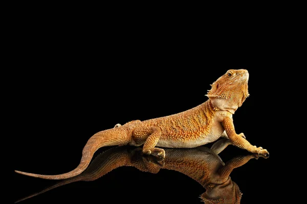 Lagarto Dragón Barbudo Acostado Espejo Aislado Sobre Fondo Negro — Foto de Stock