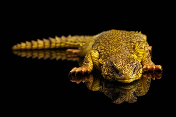Amarelo Uromastyx Lizard Fundo Reflexivo Preto Isolado — Fotografia de Stock