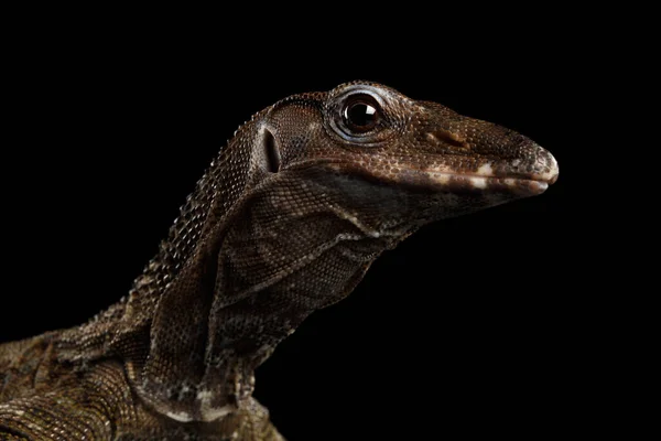 Close Varanus Rudicollis Head Isolated Black Background — Stock Photo, Image