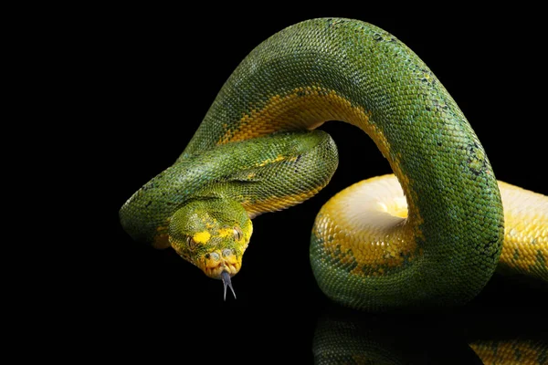 Primer Plano Green Tree Python Snake Ataque Morelia Viridis Fondo — Foto de Stock