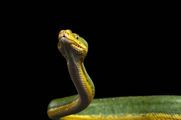 攻撃中のクローズアップ緑の木Pythonスネーク モリア ヴィリディス 隔離された黒の背景 — ストック写真