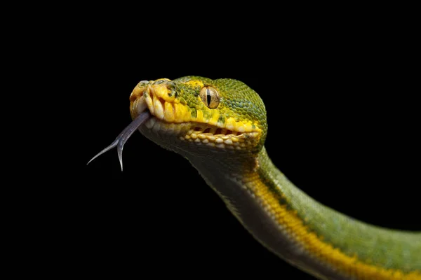 Cobra Python Árvore Verde Ataque Morelia Viridis Fundo Preto Isolado — Fotografia de Stock