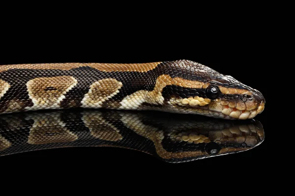 Close Ball Koninklijke Python Slang Geïsoleerde Zwarte Achtergrond Met Reflectie — Stockfoto